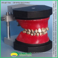 VERKAUFEN 12565 Dental Kieferorthopädische Zähne Typodont Modell